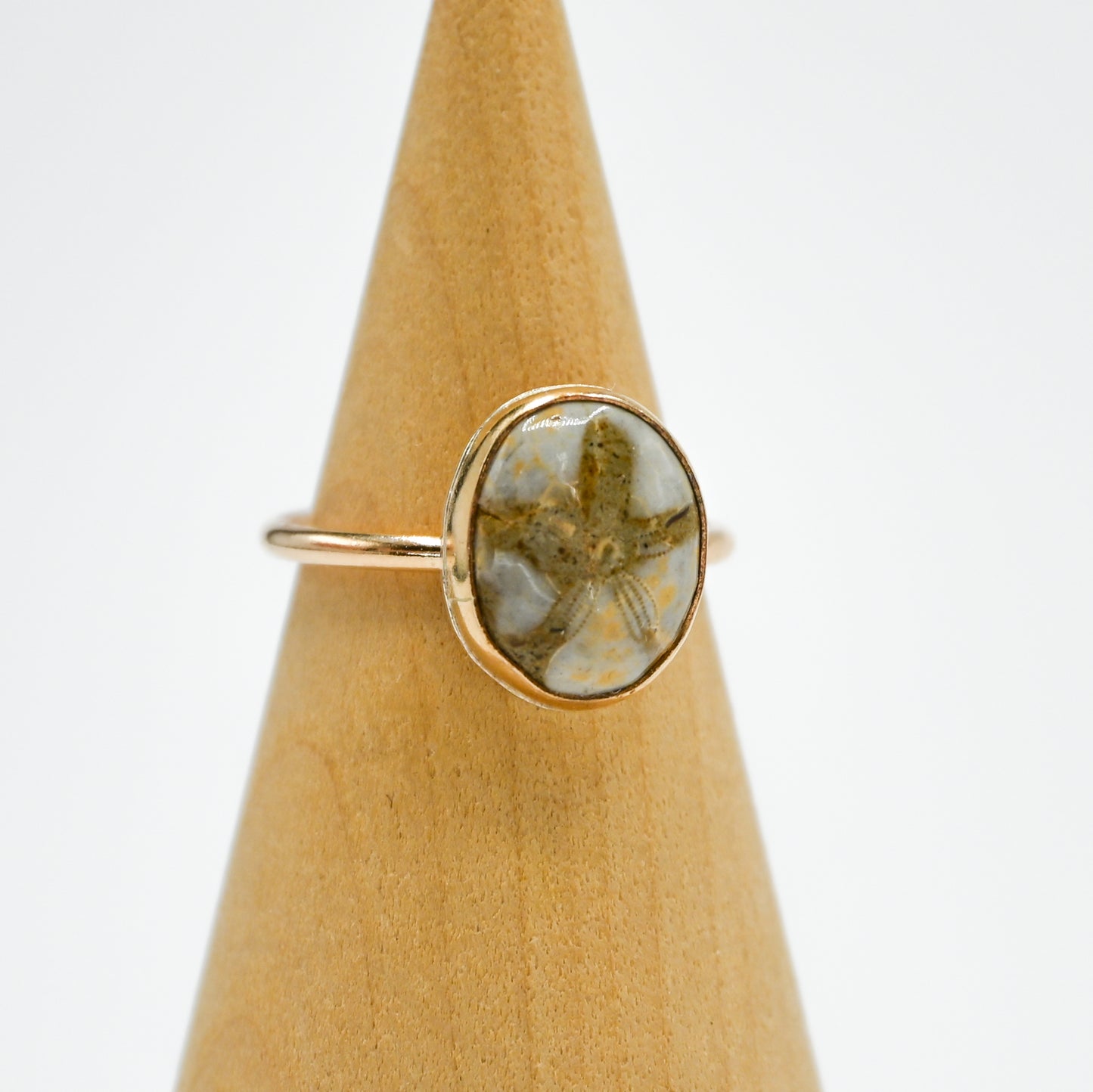 Gold fill fossilized sand dollar size 7