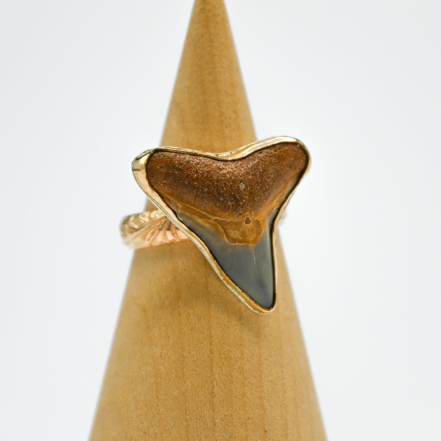 Gold fill xxl fossilized shark tooth size 7