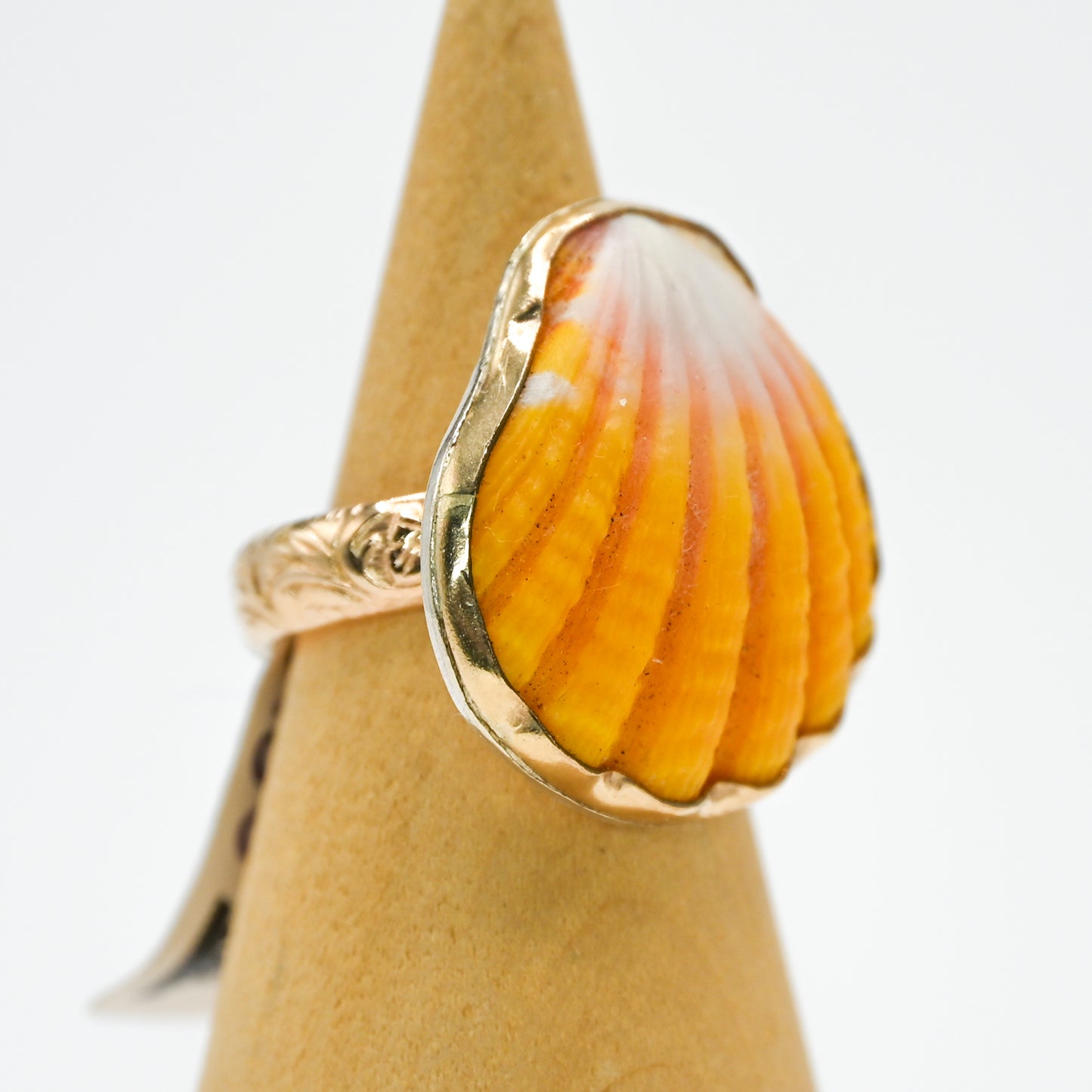 Gold fill Hawaiian sunrise shell size 6
