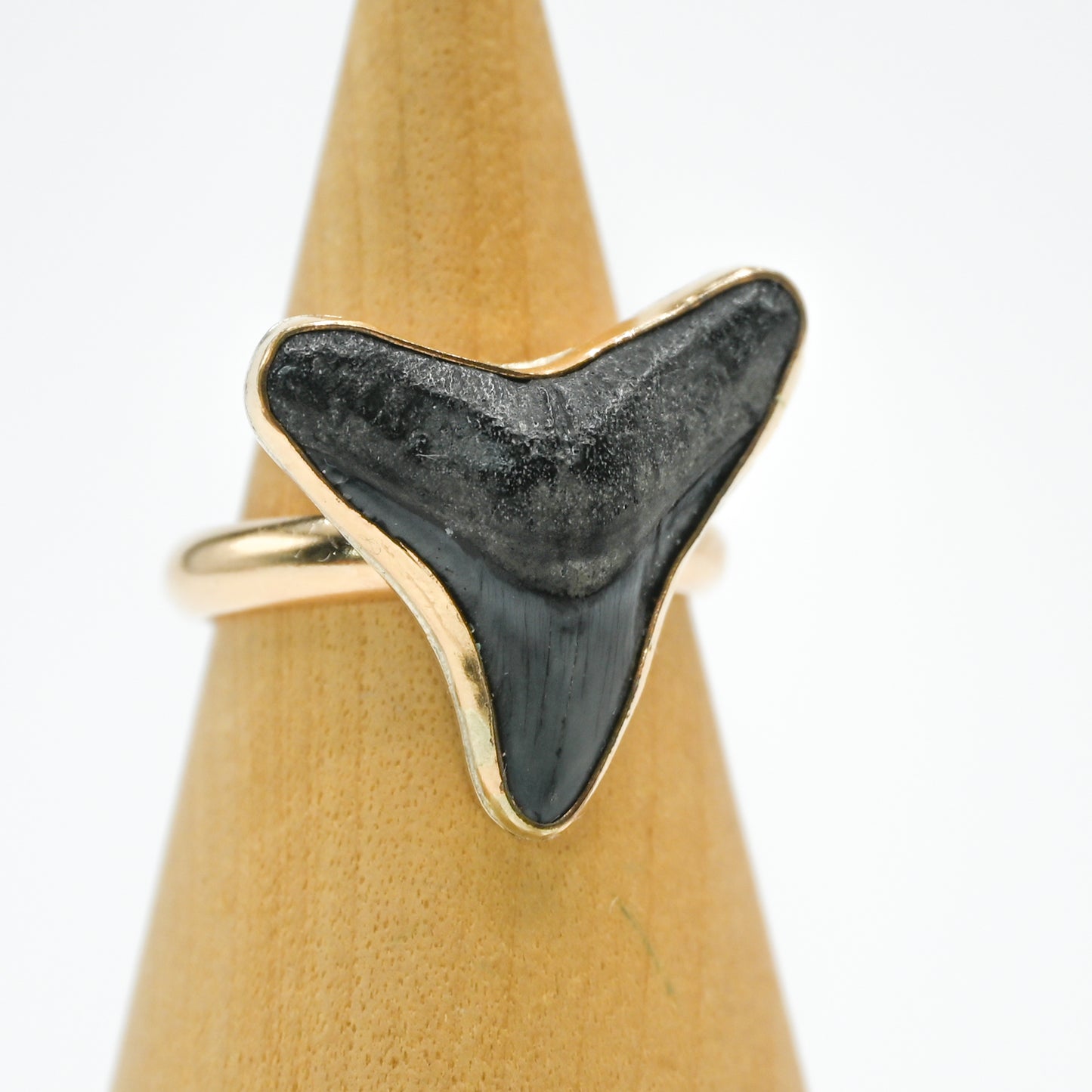 Gold fill fossilized shark tooth size 8
