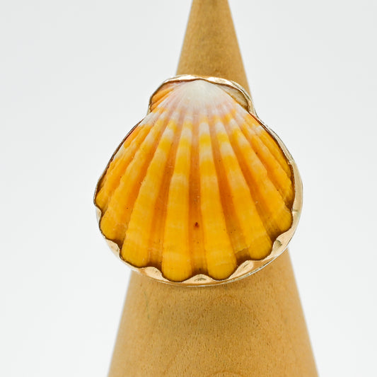 Gold fill Hawaiian sunrise shell size 8