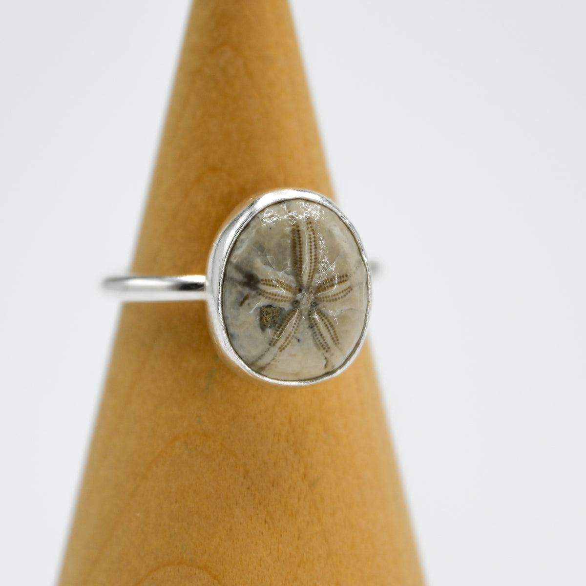 Fossilized sand dollar size 8