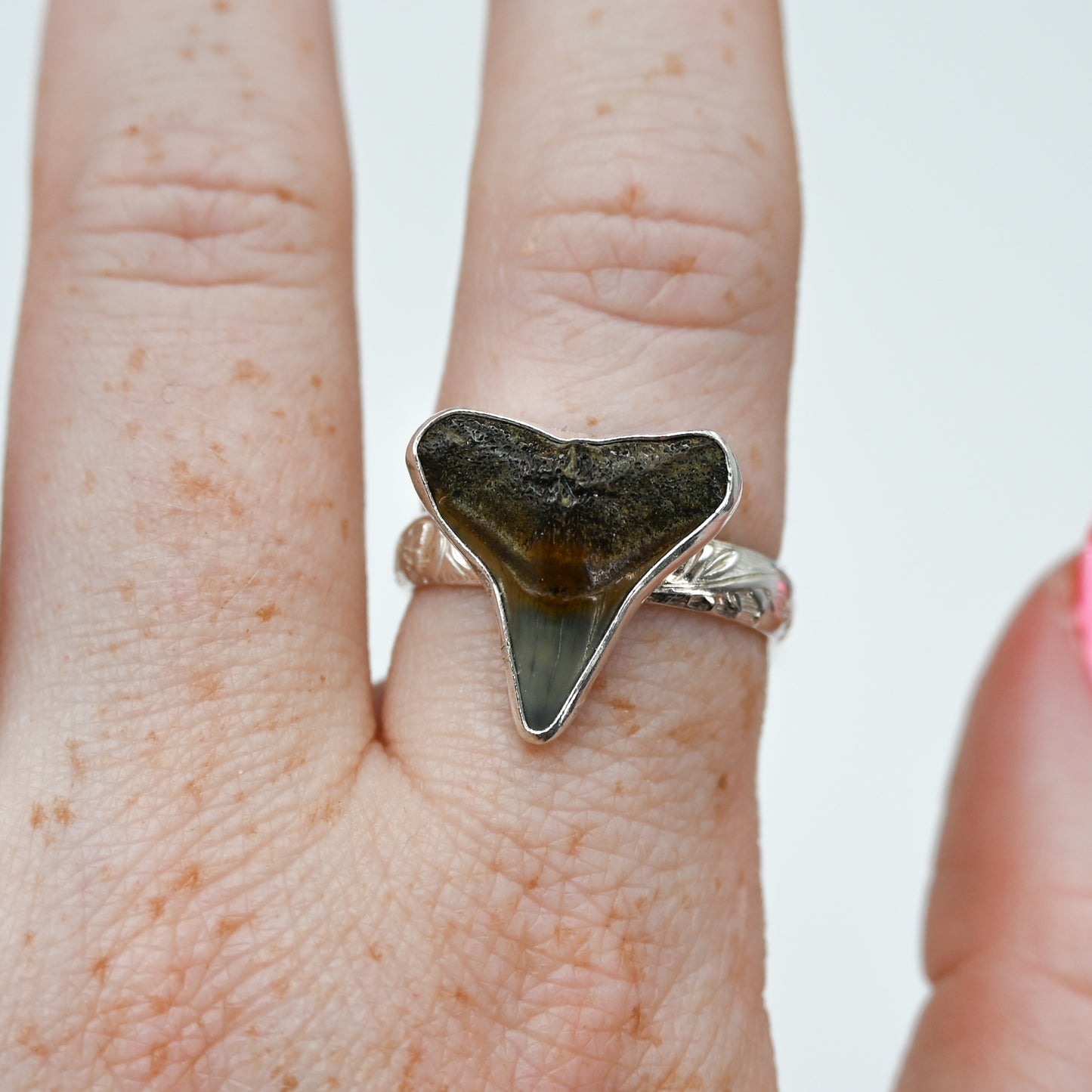 XL fossilized shark tooth 9
