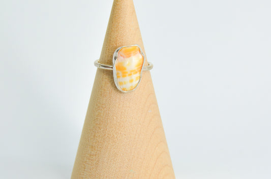 Hawaiian Miter Shell Ring Size 8.25