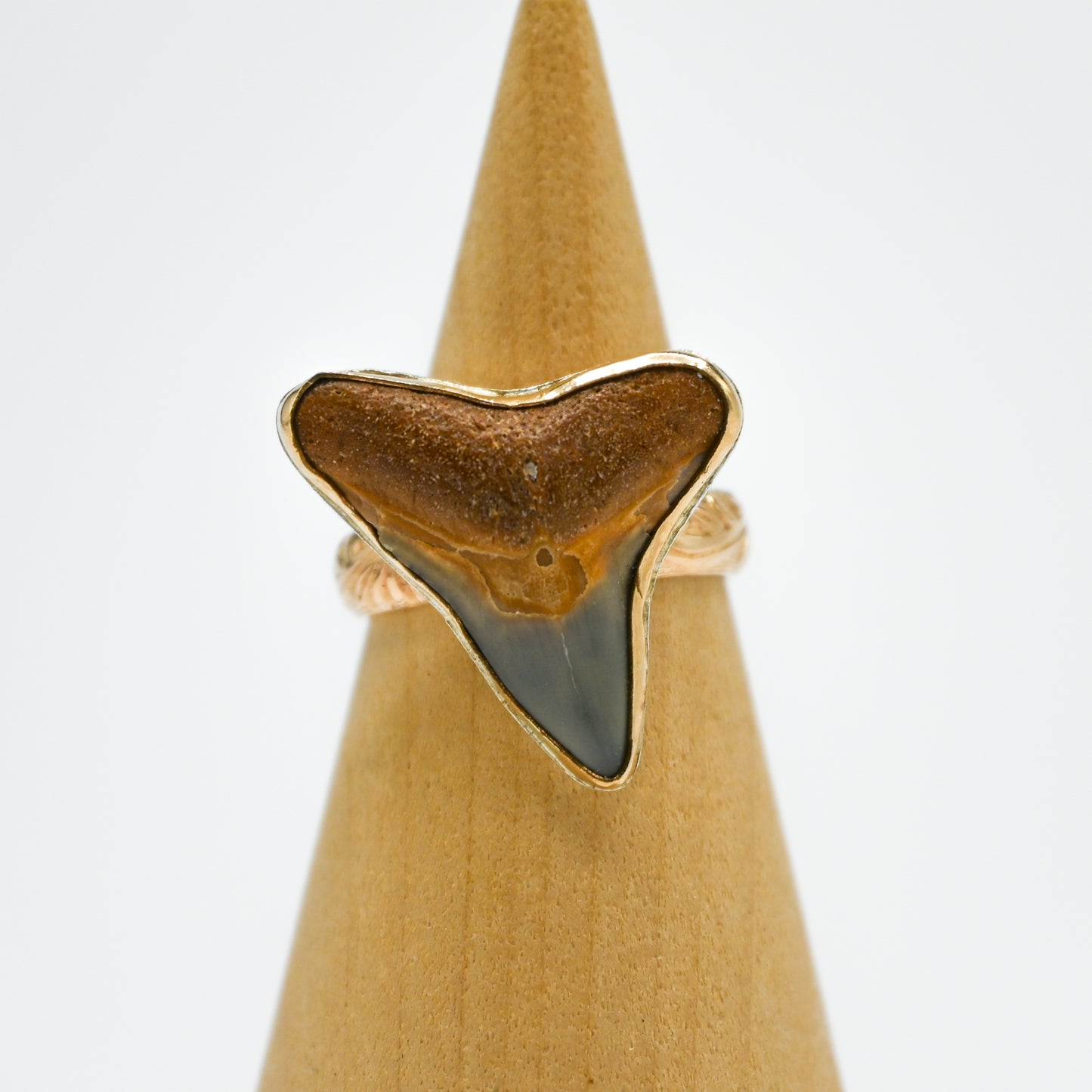 Gold fill xxl fossilized shark tooth size 7