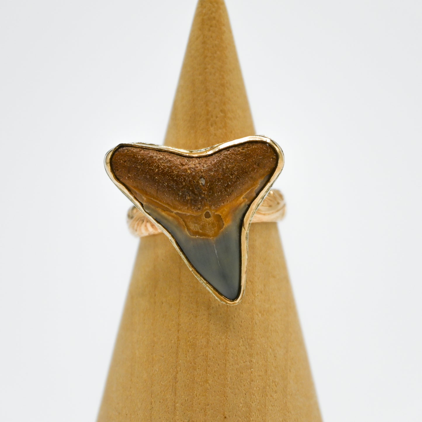 Gold fill xxl fossilized shark tooth size 7