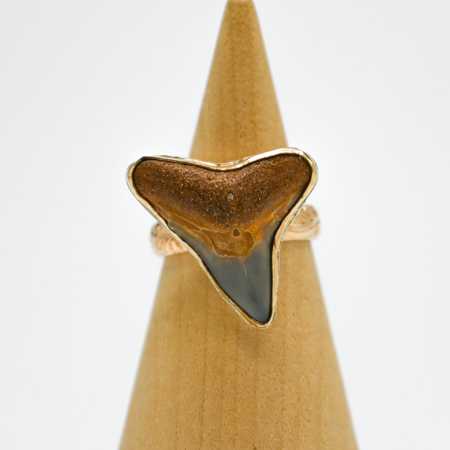 Gold fill xxl fossilized shark tooth size 7