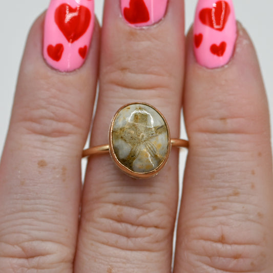 Gold fill fossilized sand dollar size 7