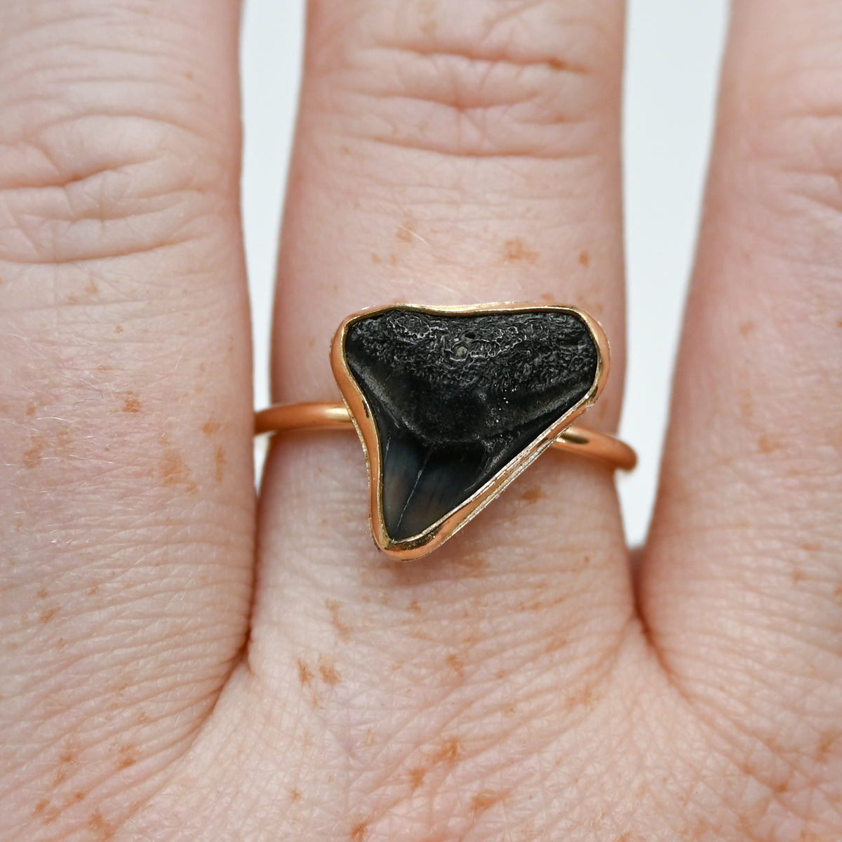Gold fill fossilized shark tooth size 8.5