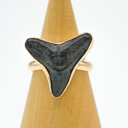 Gold fill fossilized shark tooth size 8