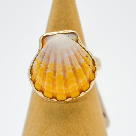 Gold fill Hawaiian sunrise shell size 8.25