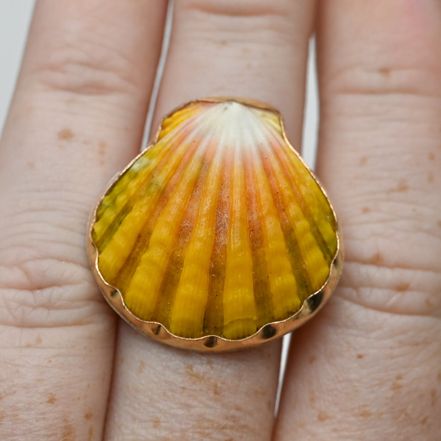 Gold fill Hawaiian sunrise shell size 8.5