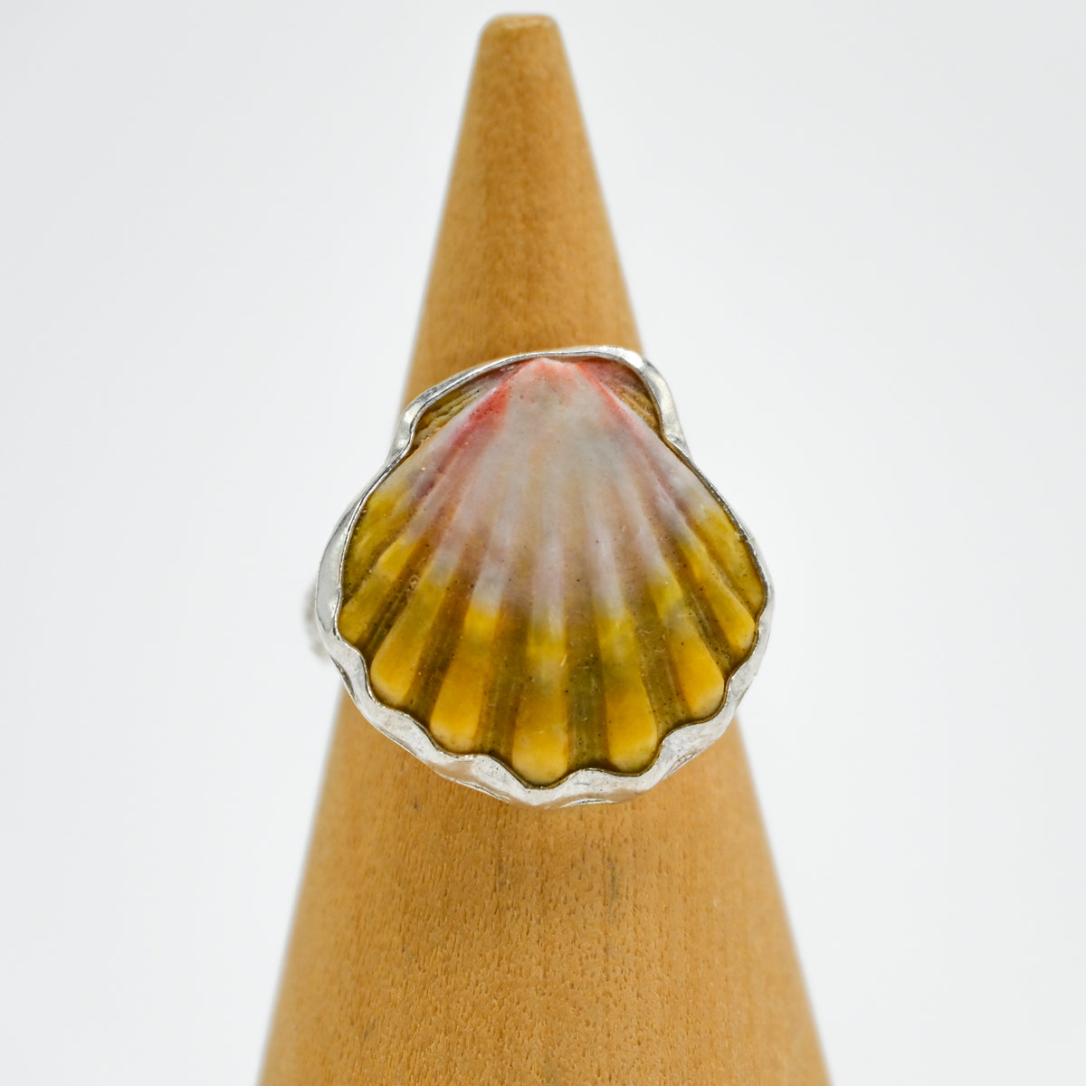 Hawaiian sunrise shell size 6.5
