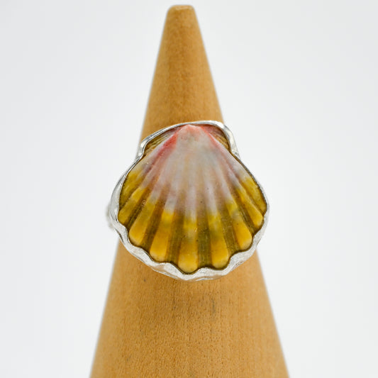 Hawaiian sunrise shell size 6.5