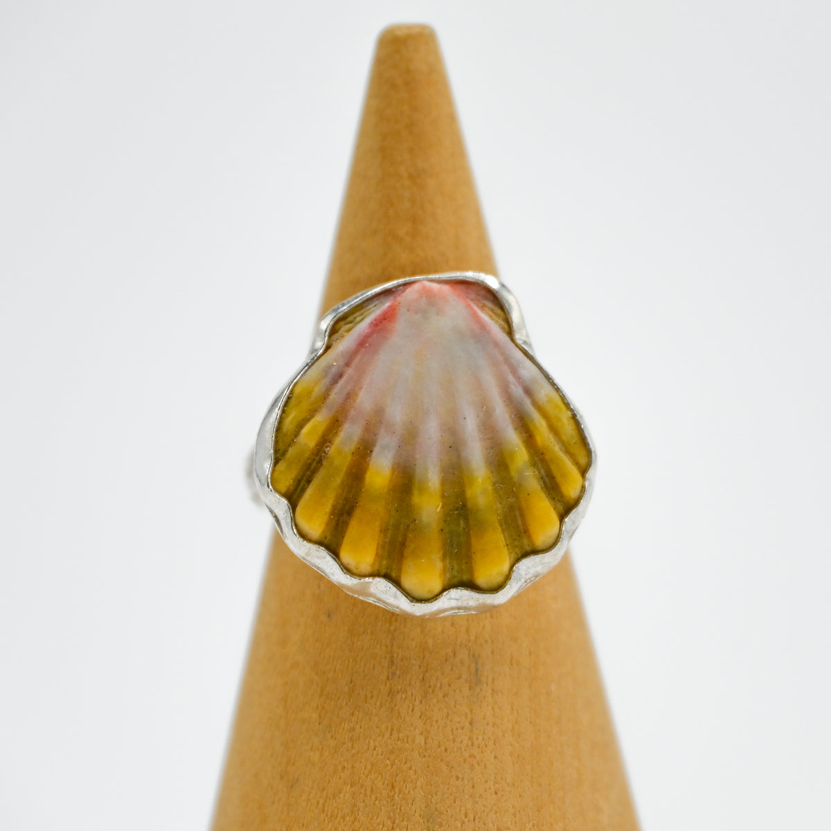 Hawaiian sunrise shell size 6.5
