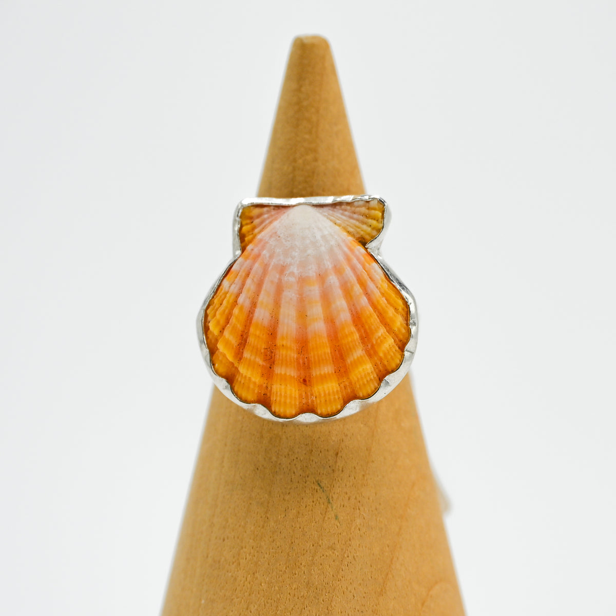 Hawaiian sunrise shell size 7