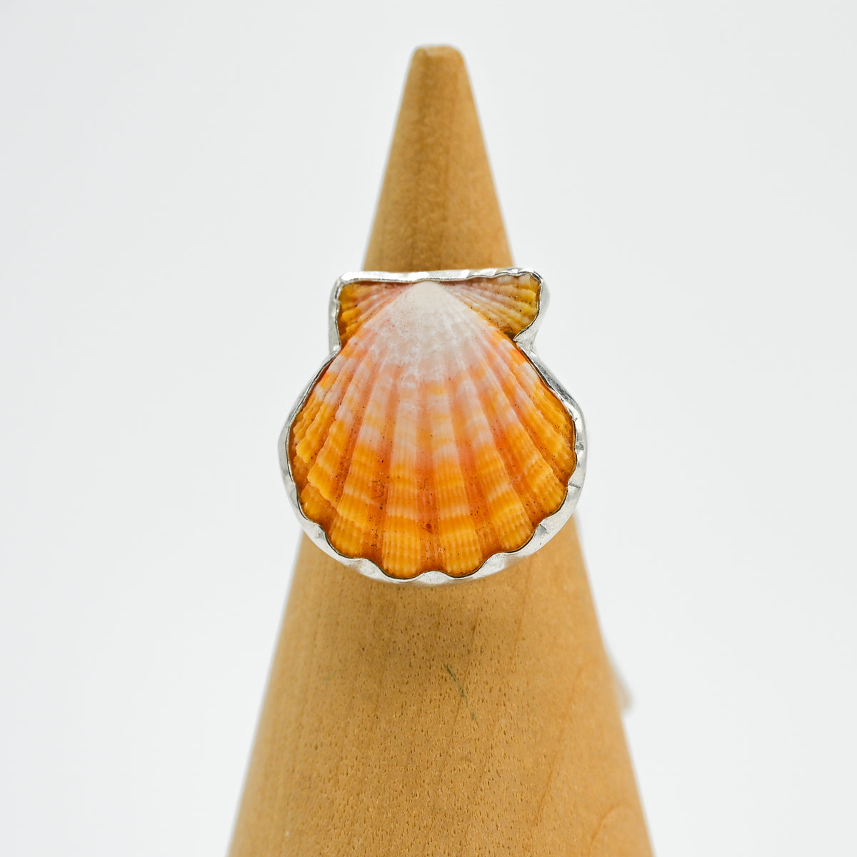 Hawaiian sunrise shell size 7
