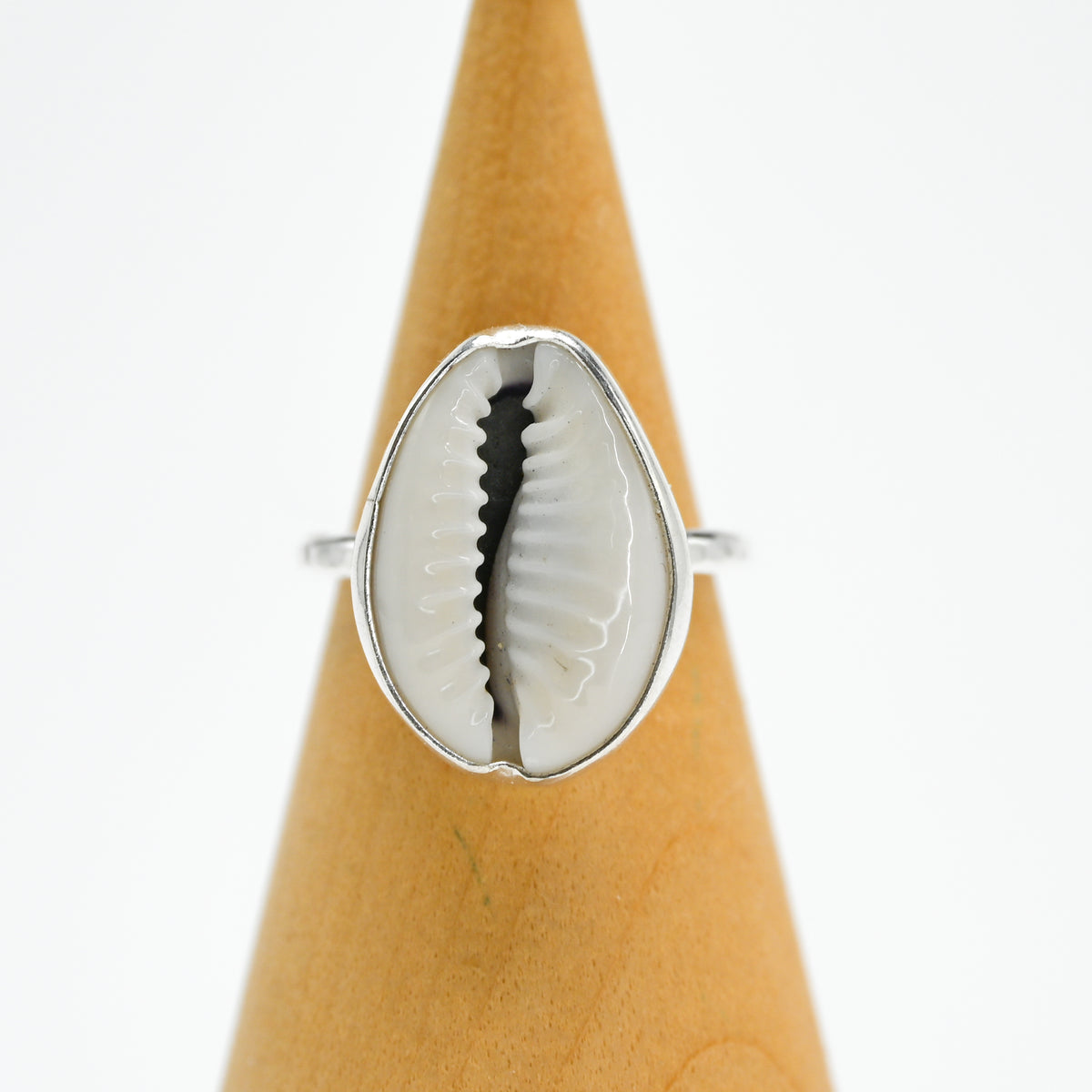 Cowrie shell size 7.25