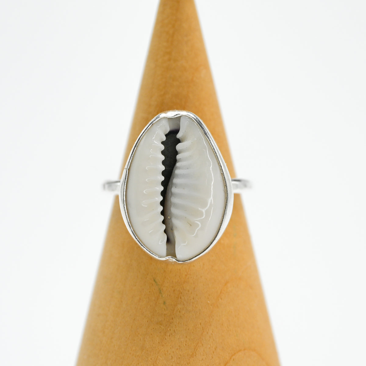Cowrie shell size 7.25