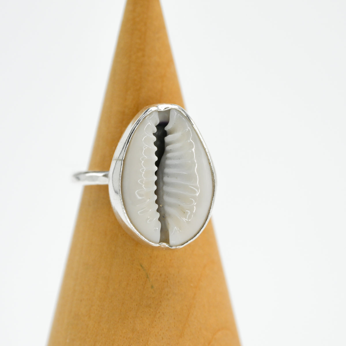 Cowrie shell size 7.25