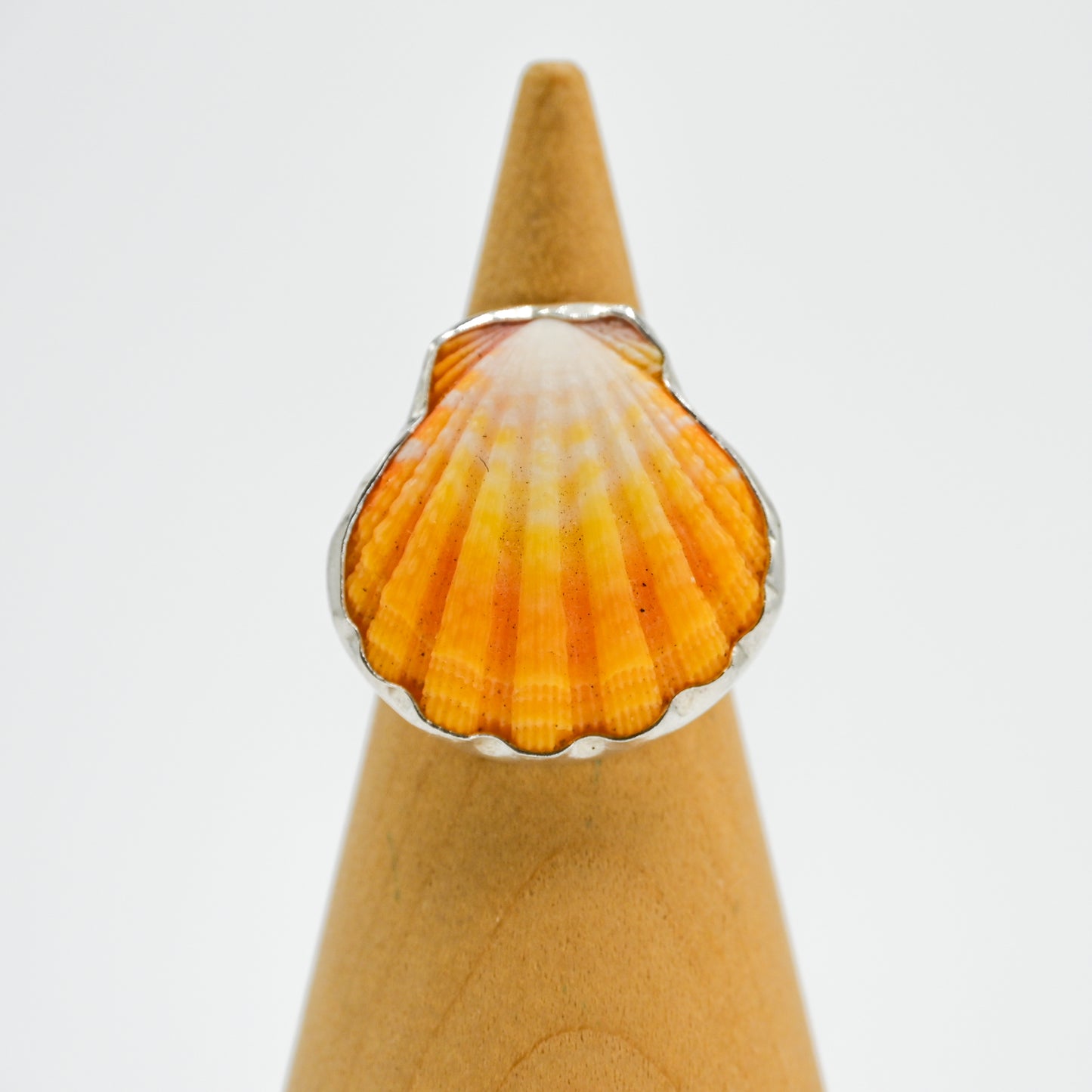 Hawaiian sunrise shell size 7.5