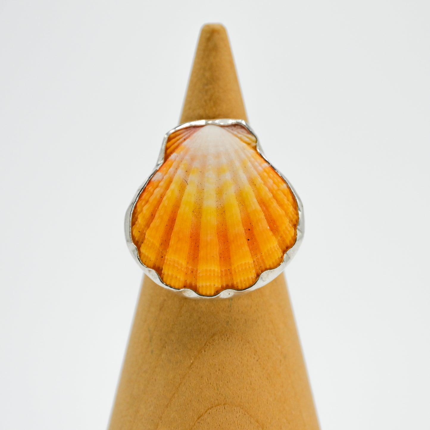 Hawaiian sunrise shell size 7.5