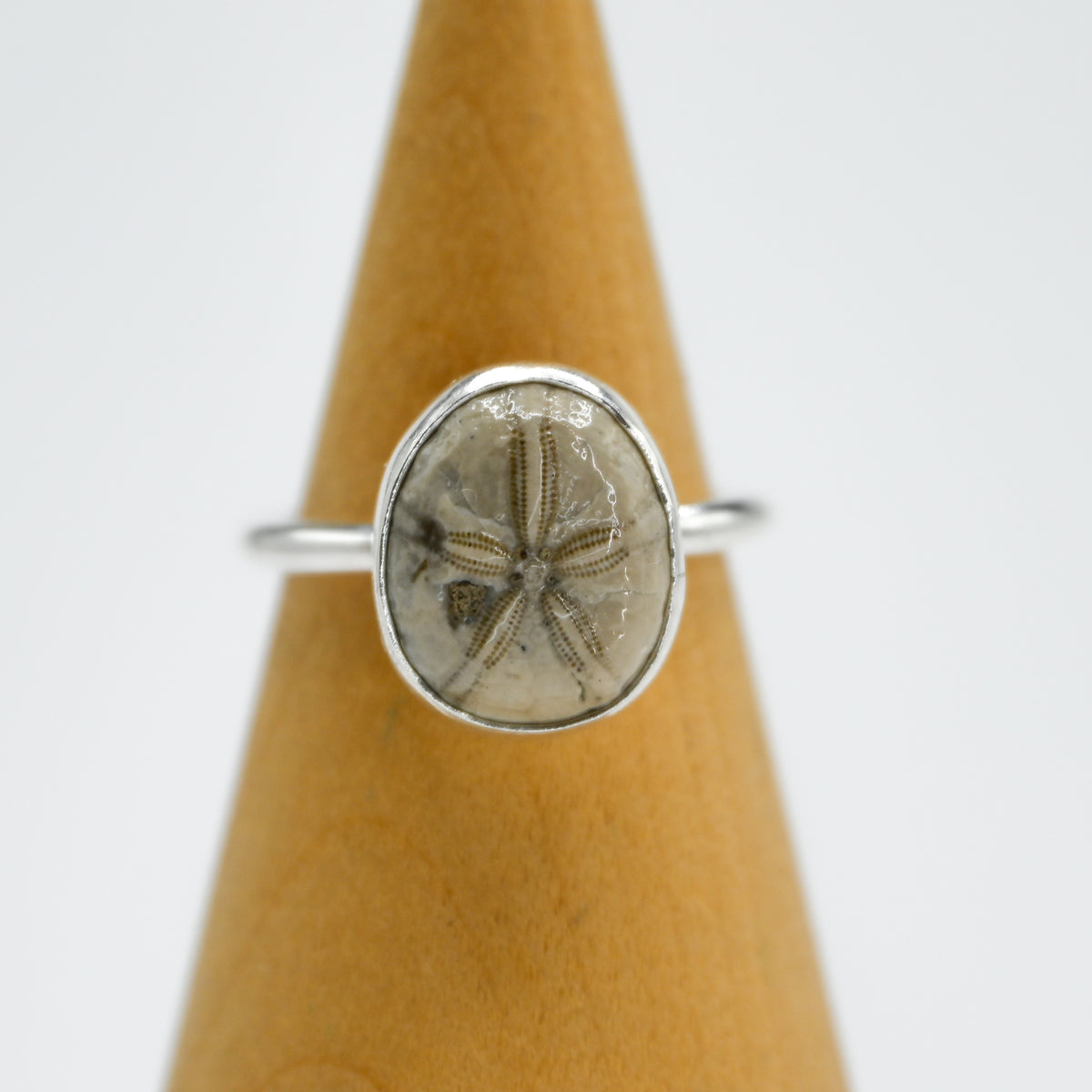 Fossilized sand dollar size 8