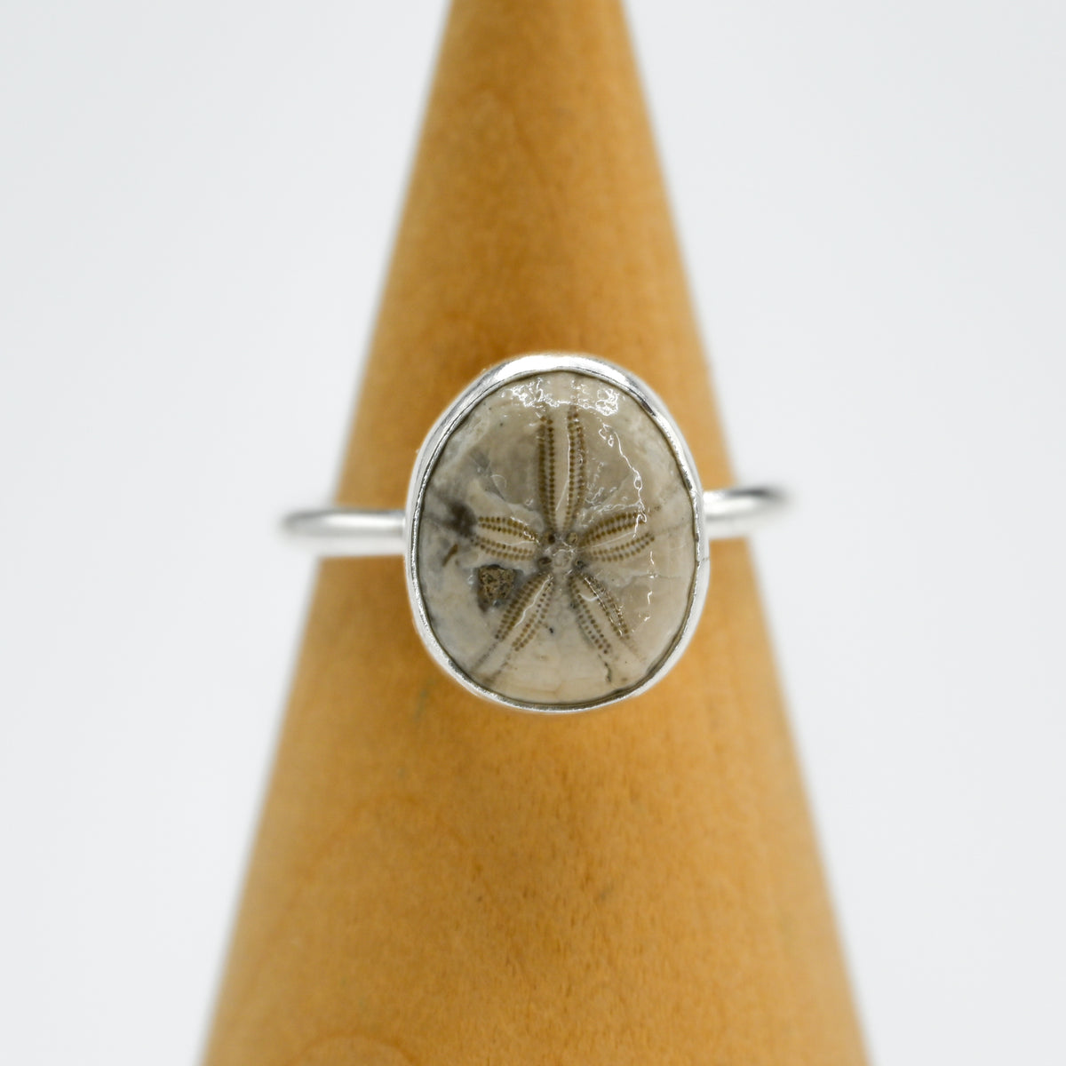 Fossilized sand dollar size 8