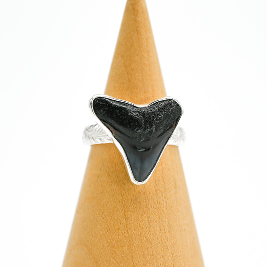 XL fossilized shark tooth size 8