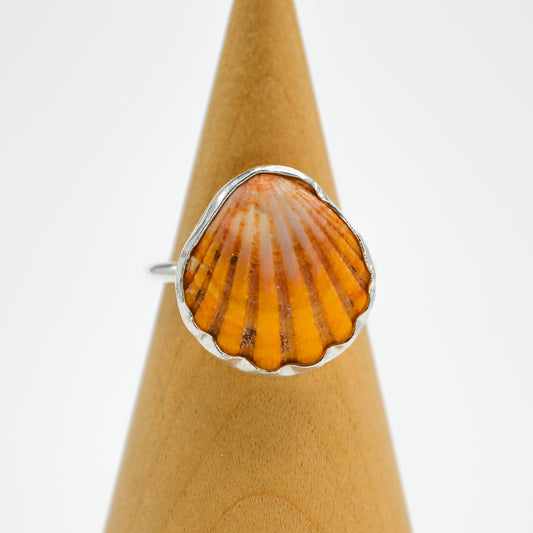 Hawaiian sunrise shell size 8