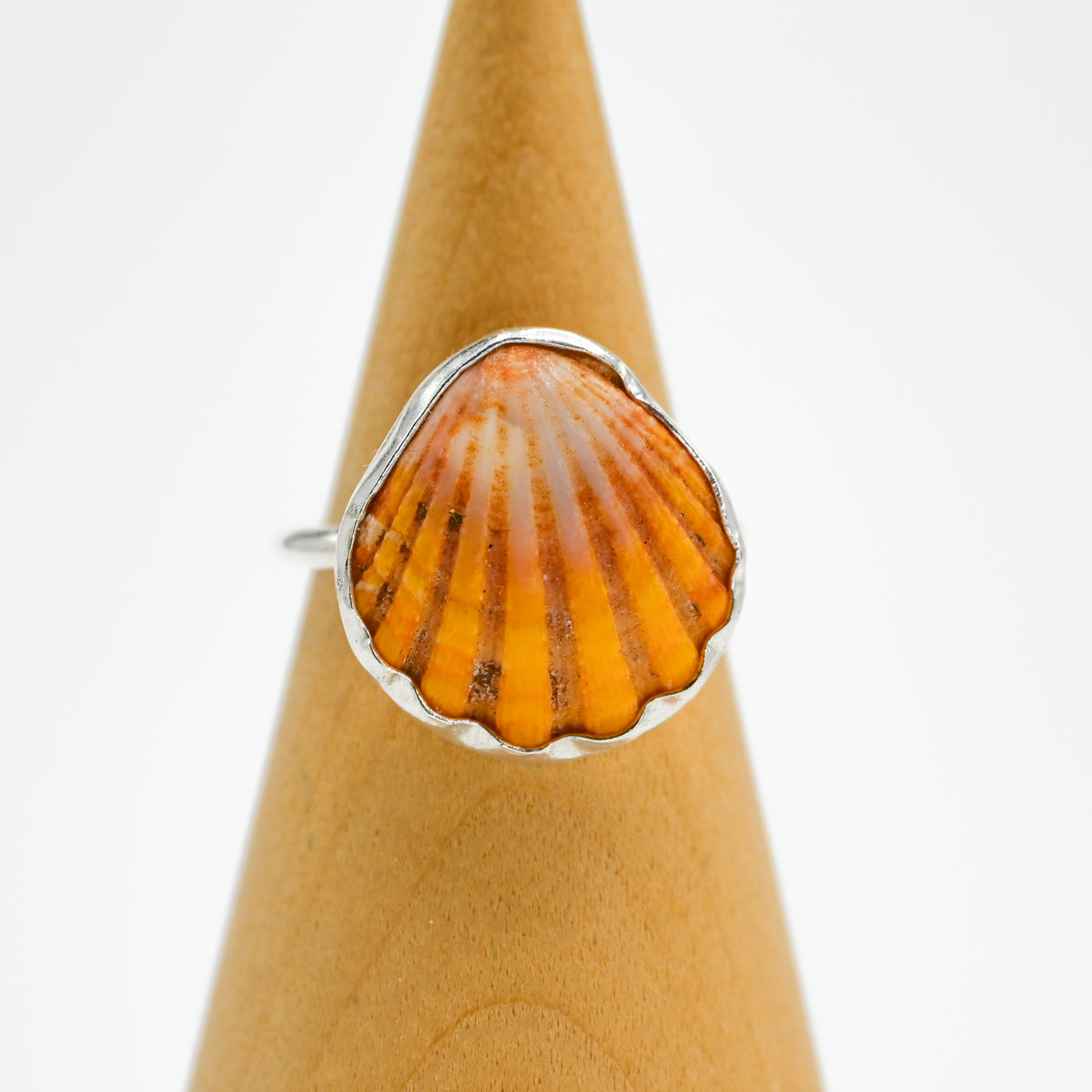 Hawaiian sunrise shell size 8