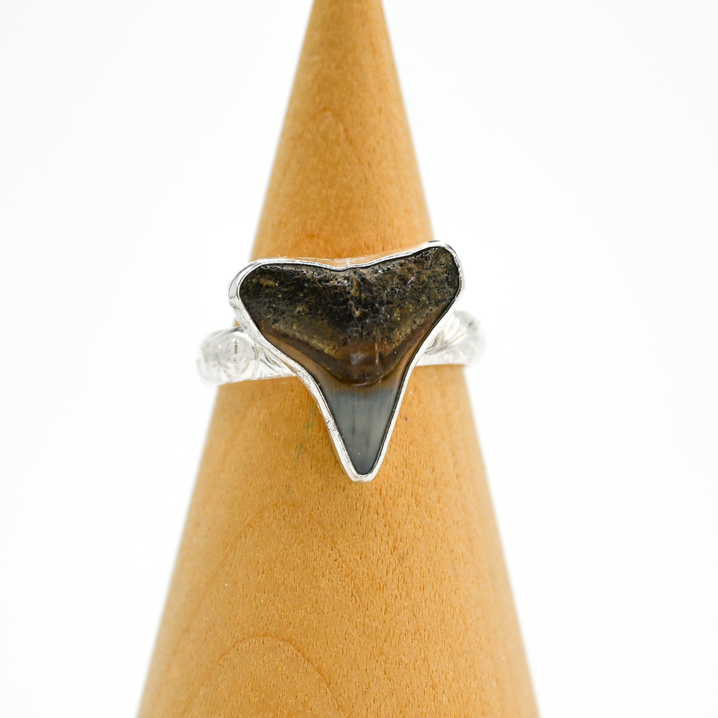 XL fossilized shark tooth 9
