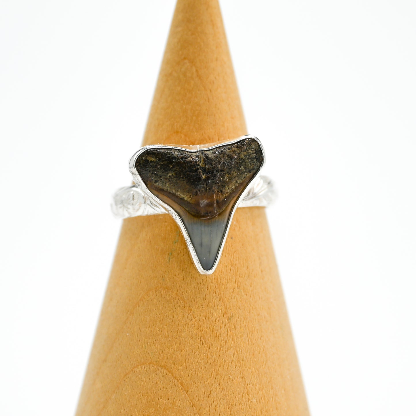 XL fossilized shark tooth 9