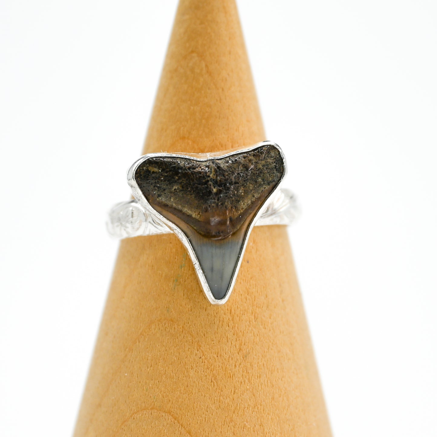 XL fossilized shark tooth 9