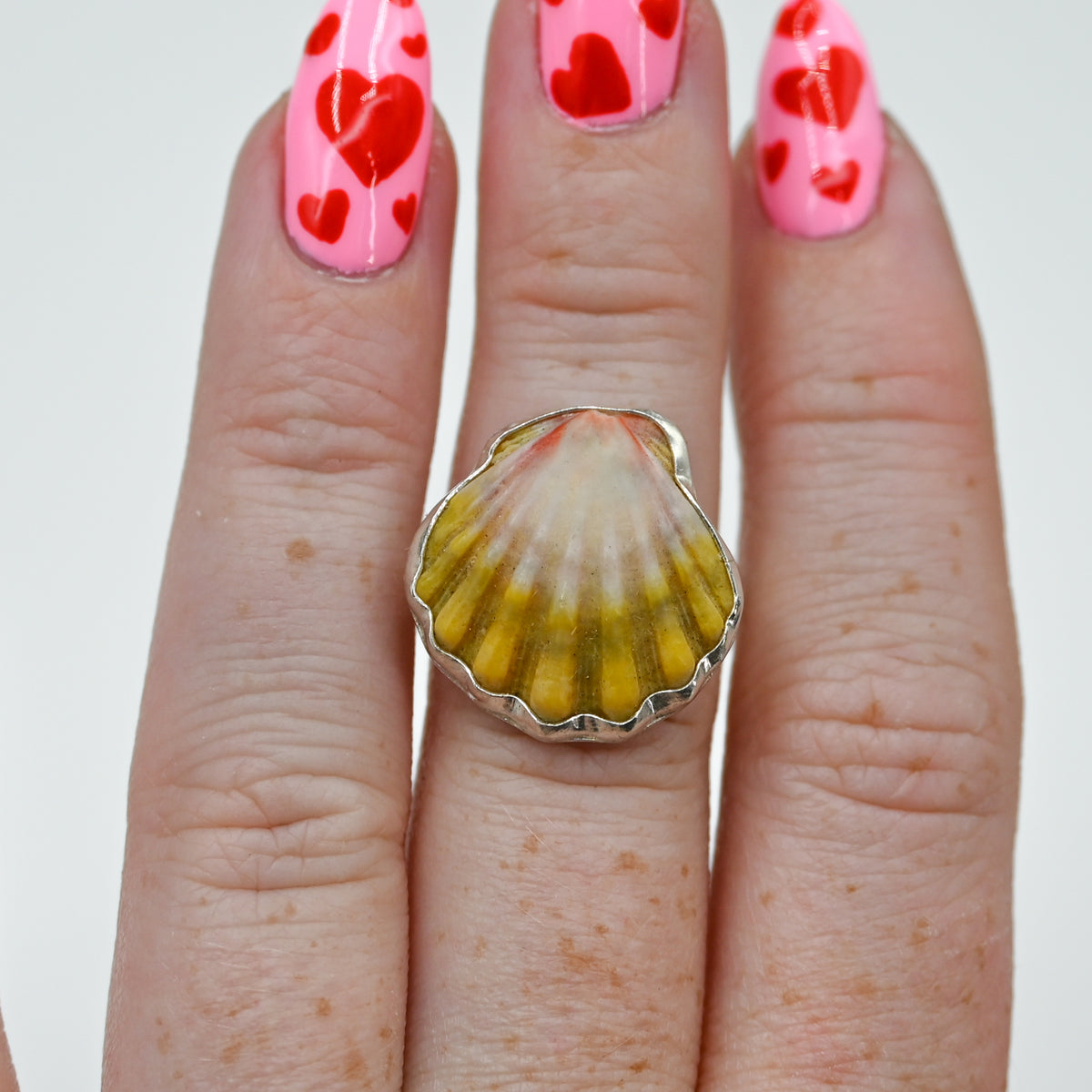Hawaiian sunrise shell size 6.5