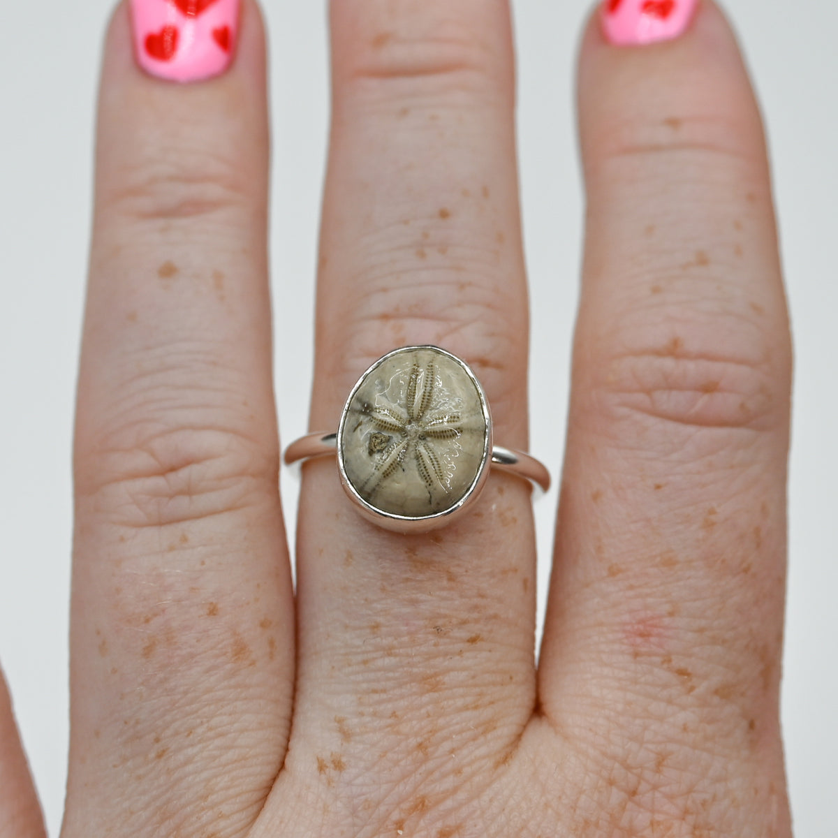 Fossilized sand dollar size 8