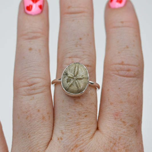 Fossilized sand dollar size 8
