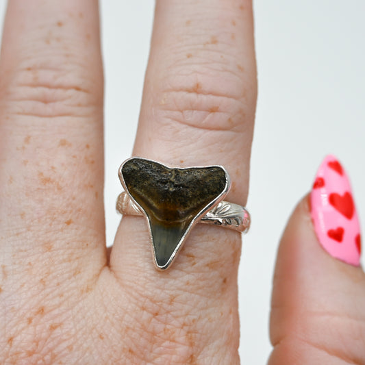 XL fossilized shark tooth 9